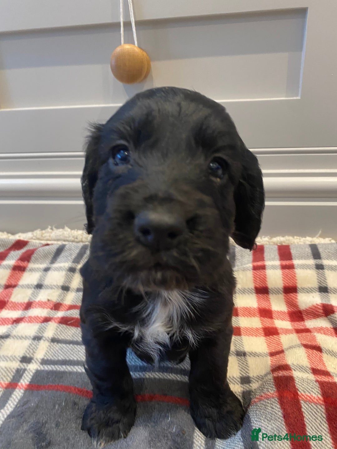 Cocker Spaniel dogs for sale: Cocker Spaniel puppies - Image 13