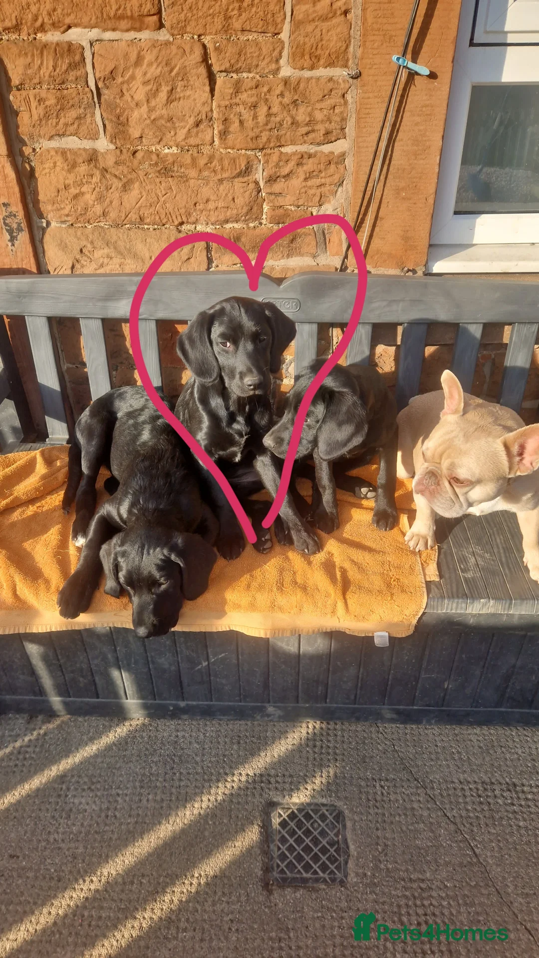 Springador dogs for sale: Springador puppy  - Advert 1