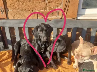 Springador dogs Springador puppy - Advert 1