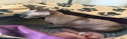 Sphynx cats for sale: Sphynx kittens__😻 - Advert 6