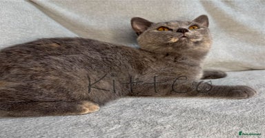 British Shorthair cats in Slough - Advert 4