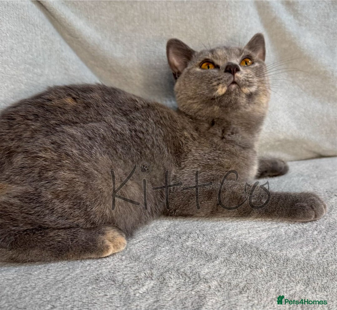 British Shorthair cats for sale: LAST 2 GCCF BSH Kittens – Ready NOW!! in Slough - Image 2