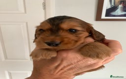 Cocker Spaniel dogs for sale: Outstanding FN clear kc reg cocker spaniel puppies - Image 19