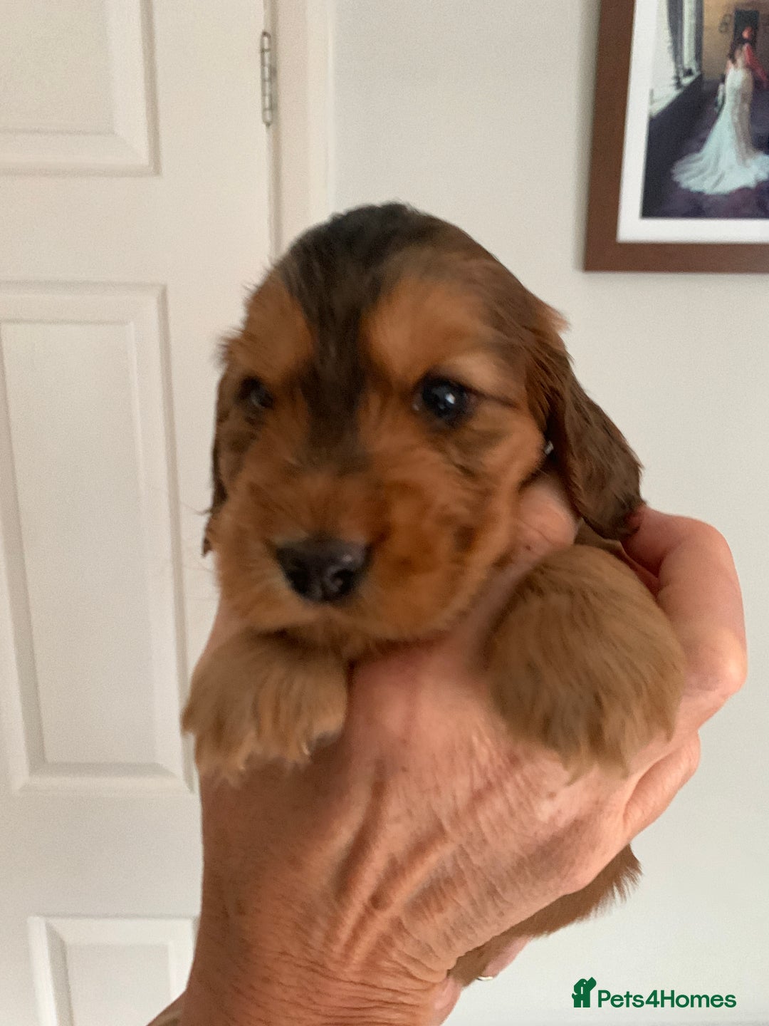 Cocker Spaniel dogs for sale: Outstanding FN clear kc reg cocker spaniel puppies - Image 19