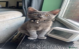 British Shorthair cats for sale: Kitten for sale  - Image 4