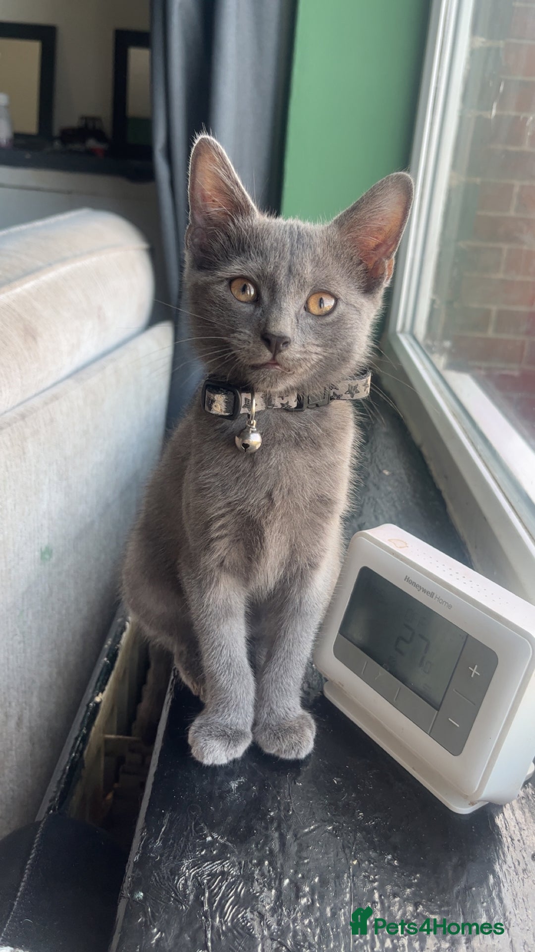 British Shorthair cats for sale: Kitten for sale  - Image 4