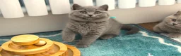 British Shorthair cats for sale: 🧸Teddy Bear Lilac/Blue British Shorthair Kittens✨ - Advert 29