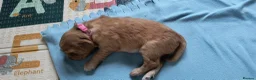 Golden Retriever dogs for sale: KC Registered Golden Retriever Pups Ready 7th June - Advert 9