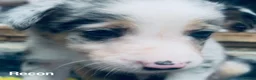 Border Collie dogs for sale: Beautiful Harlequin Merle Tri Border Collie Pups - Advert 6