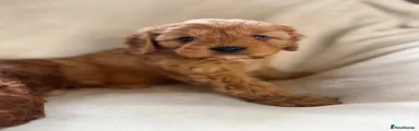 Cavapoo 3