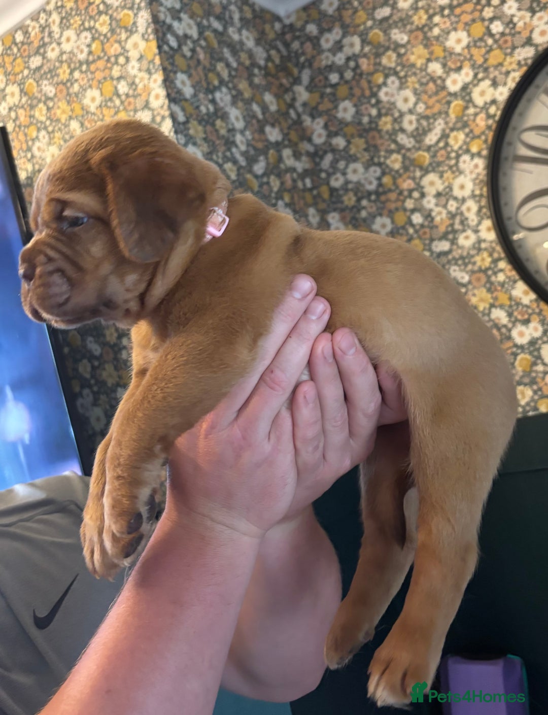 Dogue De Bordeaux dogs for sale: 6 stunning chunky Douge de Bordeux pups - Image 25
