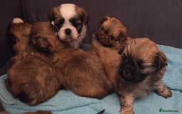 Shih Tzu dogs for sale: 5 beautiful Full Pedigree Shih Tzu Puppies - Image 9