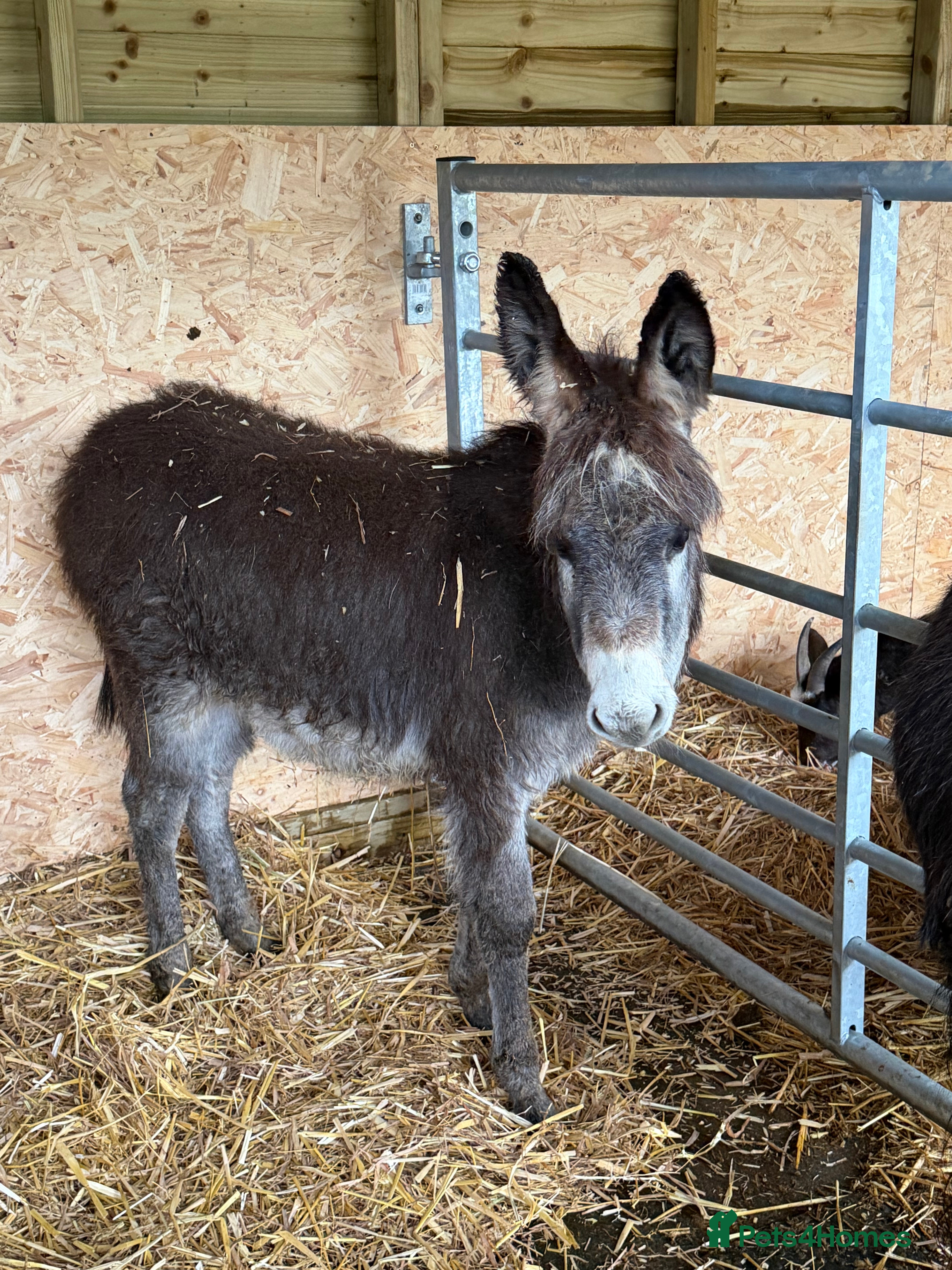 Donkey livestock 🩵 For Sale – Bobby the Jack Foal 🩵 - Advert 1
