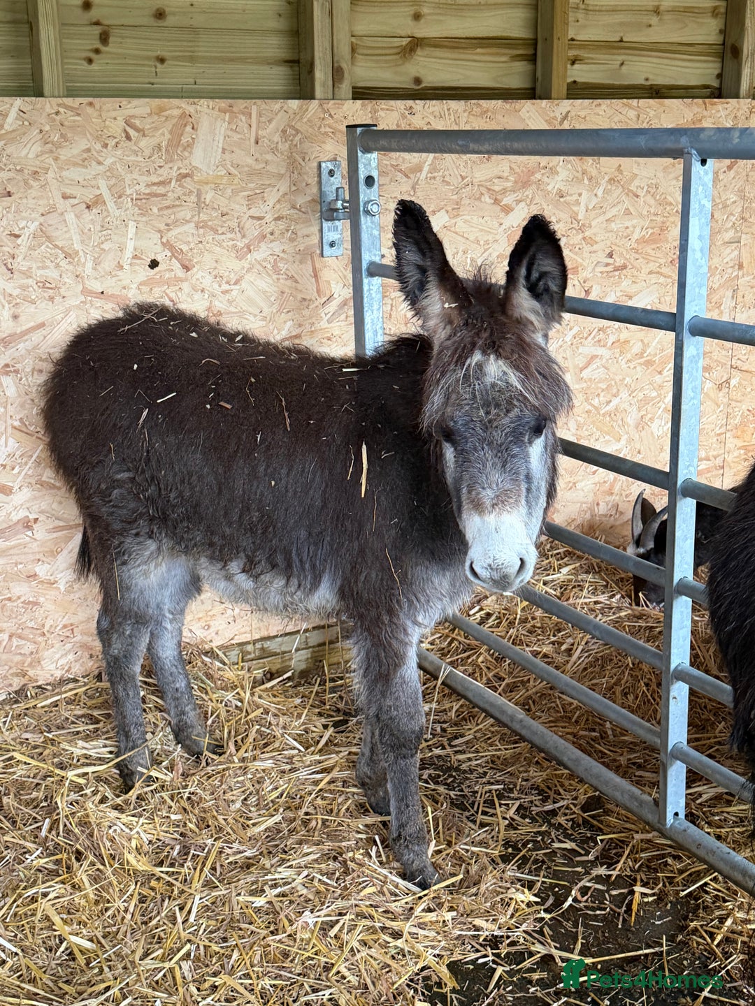Donkey livestock for sale: 🩵 For Sale – Bobby the Jack Foal 🩵 - Advert 1