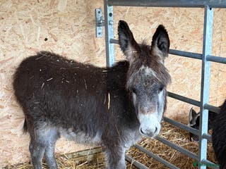Donkey livestock 🩵 For Sale – Bobby the Jack Foal 🩵 - Advert 6