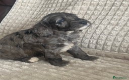 Cockapoo dogs for sale: Beautiful cockapoo puppies - Image 16