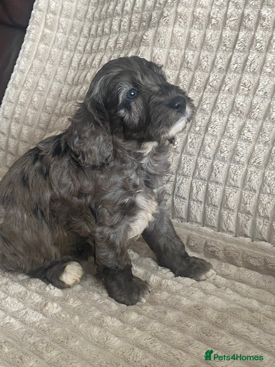 Cockapoo dogs for sale: Beautiful cockapoo puppies - Image 16