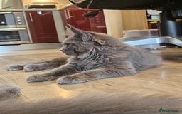 Maine Coon cats for sale: 🔥*Stunning Litter of 8💎Solid Blue Maine Coon*🔥  - Image 15