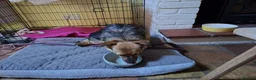 Mixed Breed dogs for adoption: Mandy - Dereham Norfolk  in Dereham - Advert 18