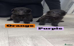 German Shepherd dogs for sale: German shepherd puppies  - Image 1