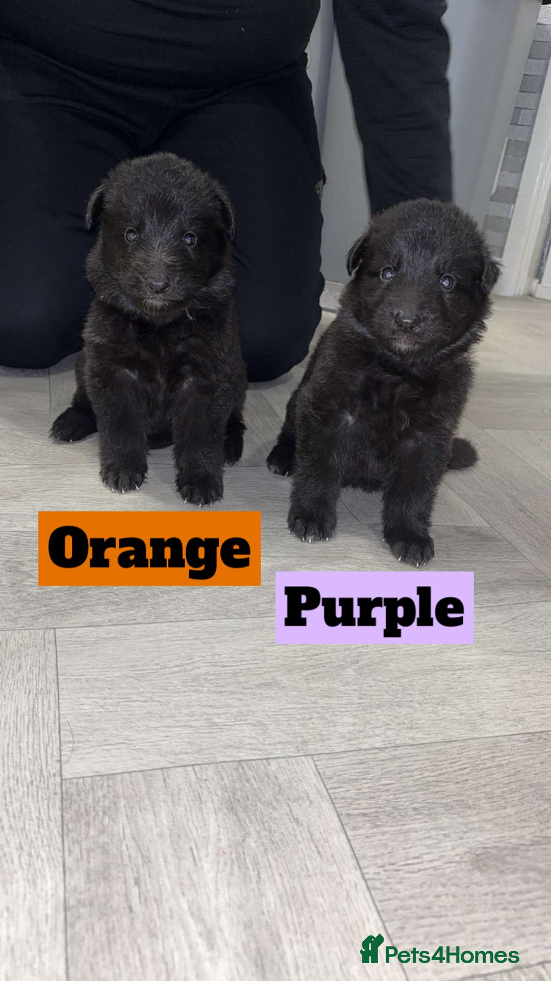 German Shepherd dogs for sale: German shepherd puppies  - Image 1