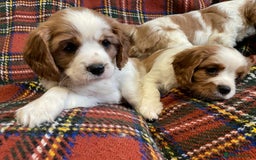 Cavalier King Charles Spaniel dogs for sale: Beautiful Cavalier King Charles KC Registered Pups - Image 11