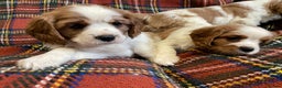 Cavalier King Charles Spaniel dogs for sale: Beautiful Cavalier King Charles KC Registered GIRL - Advert 11