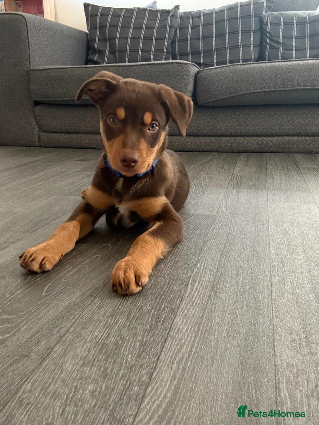 Mixed Breed dogs for sale: Australian Kelpie X Huntaway - Advert 8