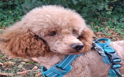 Miniature Poodle dogs for stud: Kc Minature Poodle for stud - Image 1