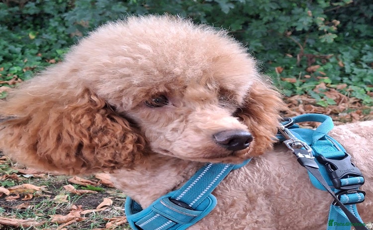 Miniature Poodle dogs - Advert 7