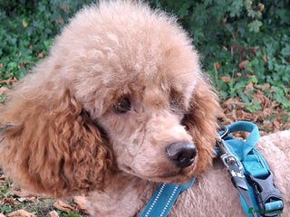 Miniature Poodle dogs - Advert 3