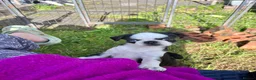 Pug dogs for sale: KC Pug pup 1 left PRICE REDUCED  - Advert 2