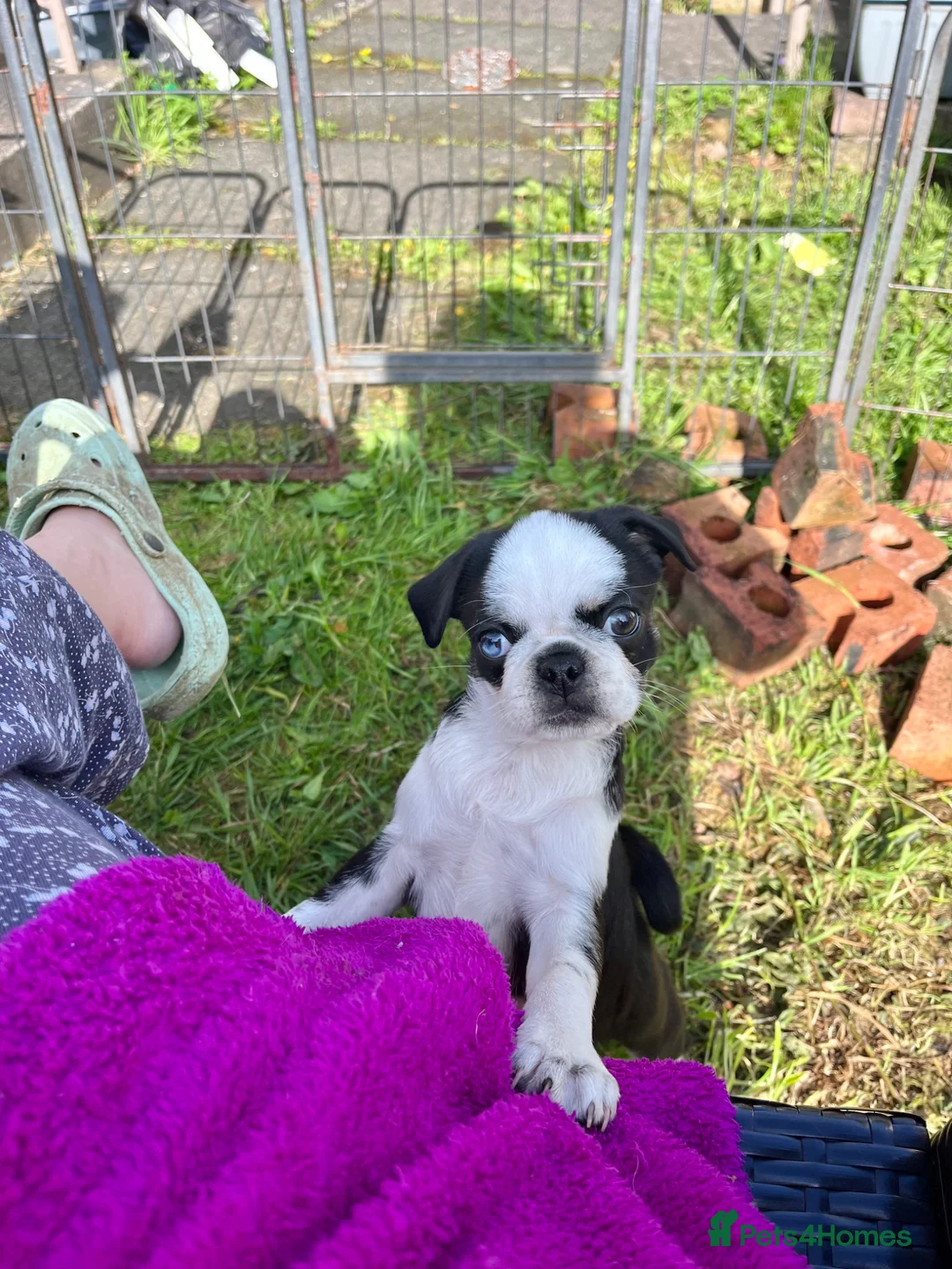 Pug dogs for sale: KC Pug pup 1 left PRICE REDUCED  - Advert 2