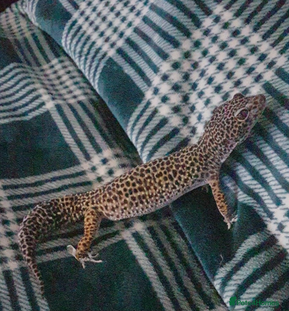 Gecko reptiles Leopard gecko  - Advert 10