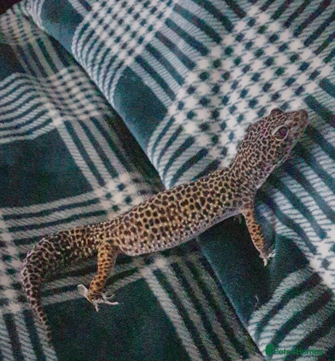 Gecko reptiles for sale: Leopard gecko  - Advert 1