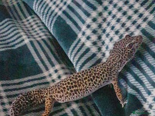 Gecko reptiles Leopard gecko - Advert 6