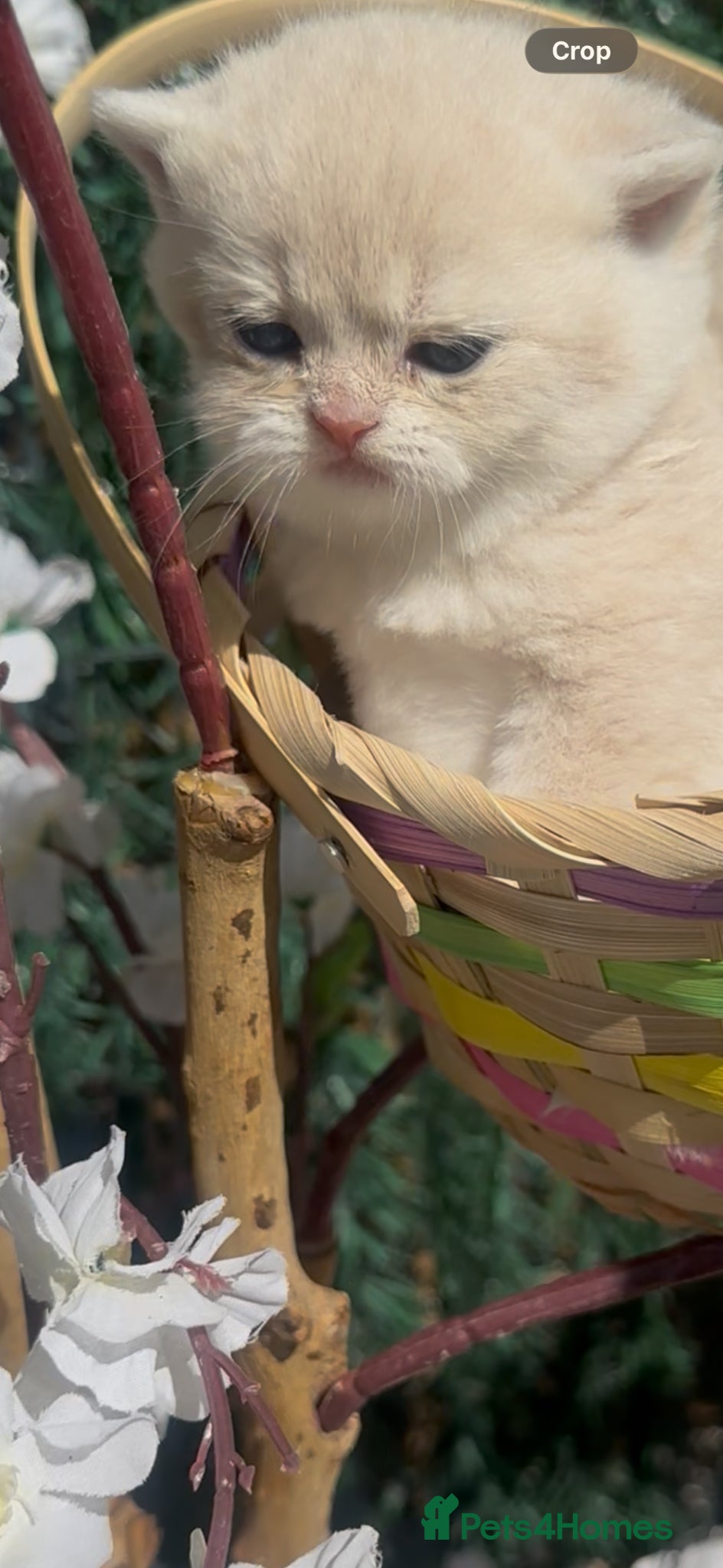 British Shorthair cats Gorgeous fur babies 😻 - Advert 2