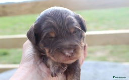 Labradoodle dogs for sale: Mini Labradoodles  - Image 1