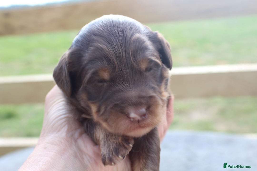 Labradoodle dogs for sale: Mini Labradoodles  - Image 1