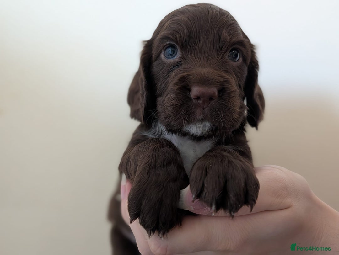 Cocker Spaniel dogs for stud: K C registered - Mr Midnight for Stud in Huddersfield - Advert 19