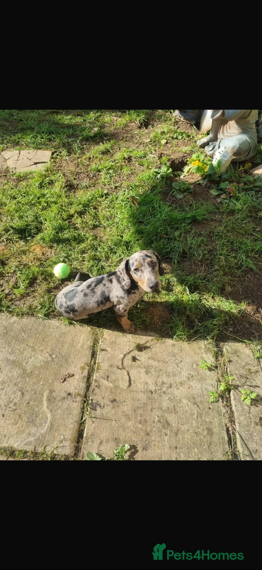 Mixed Breed dogs for stud: Dachshund x patterdale in Bristol - Advert 1