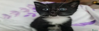 Oreo