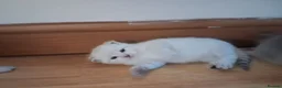 Scottish Fold cats for sale: Baby mix scotish fold🌸🐈❤️ in Chatham - Advert 2