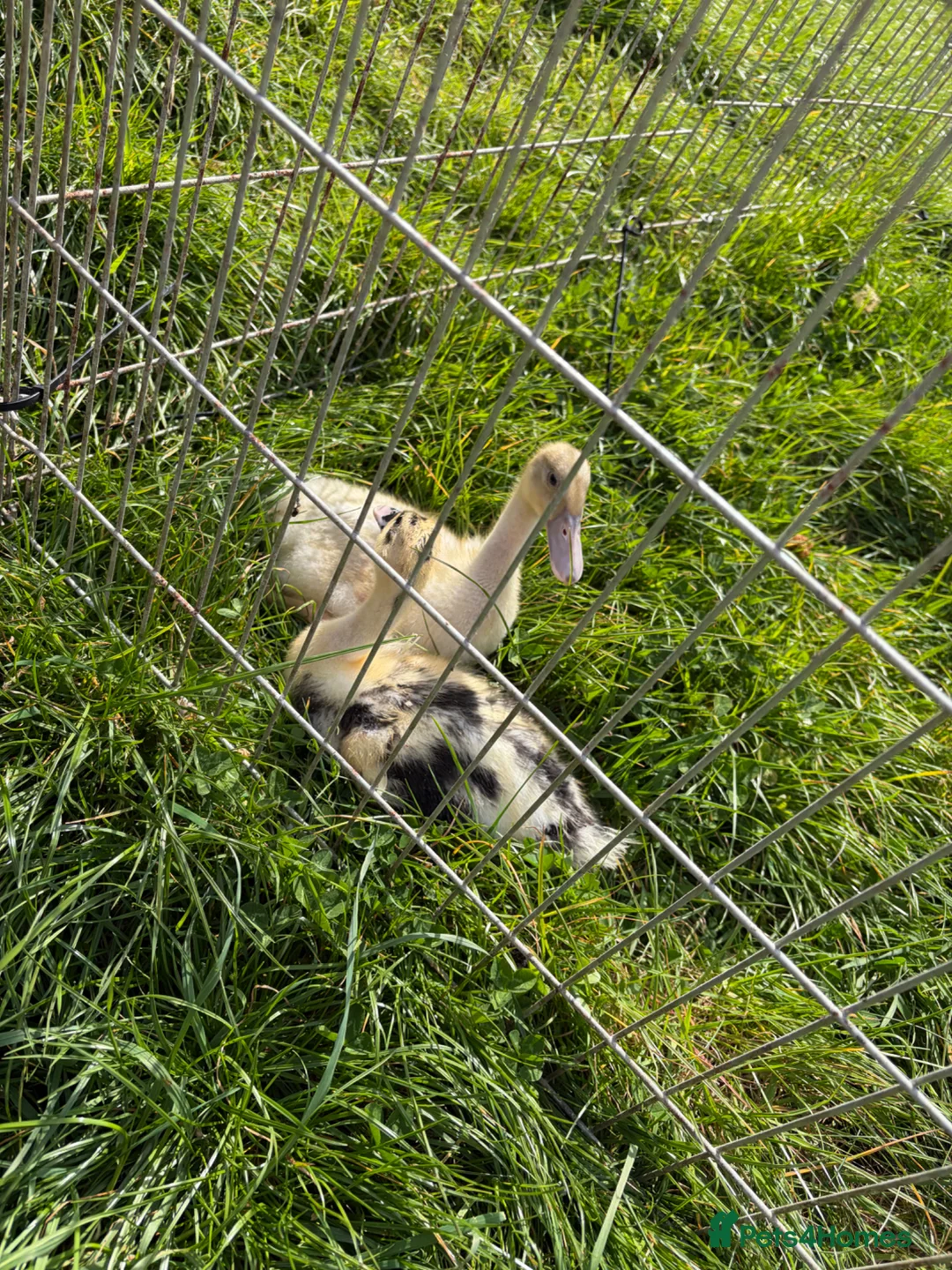 Ducks poultry for sale: 2 Indian runner ducklings unsexed - Advert 2
