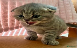 Scottish Fold cats for sale: Wonderful Scottish fold girl 💗🐾 - Image 4