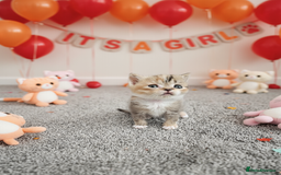 Scottish Fold cats for sale: Bundle of 11 Scottish fold Straight Ears Kittens - Image 35