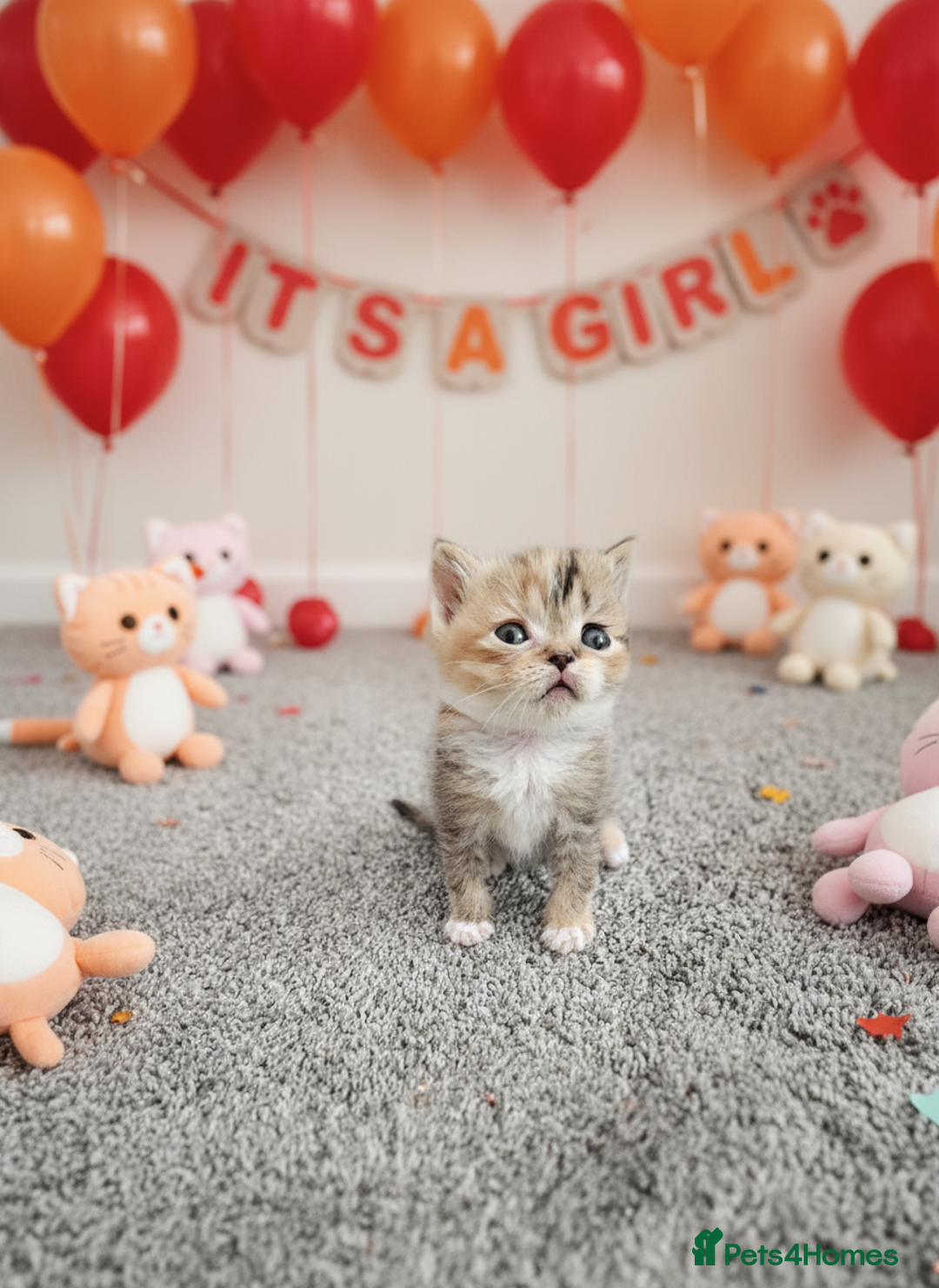Scottish Fold cats for sale: Bundle of 11 Scottish fold Straight Ears Kittens - Image 35
