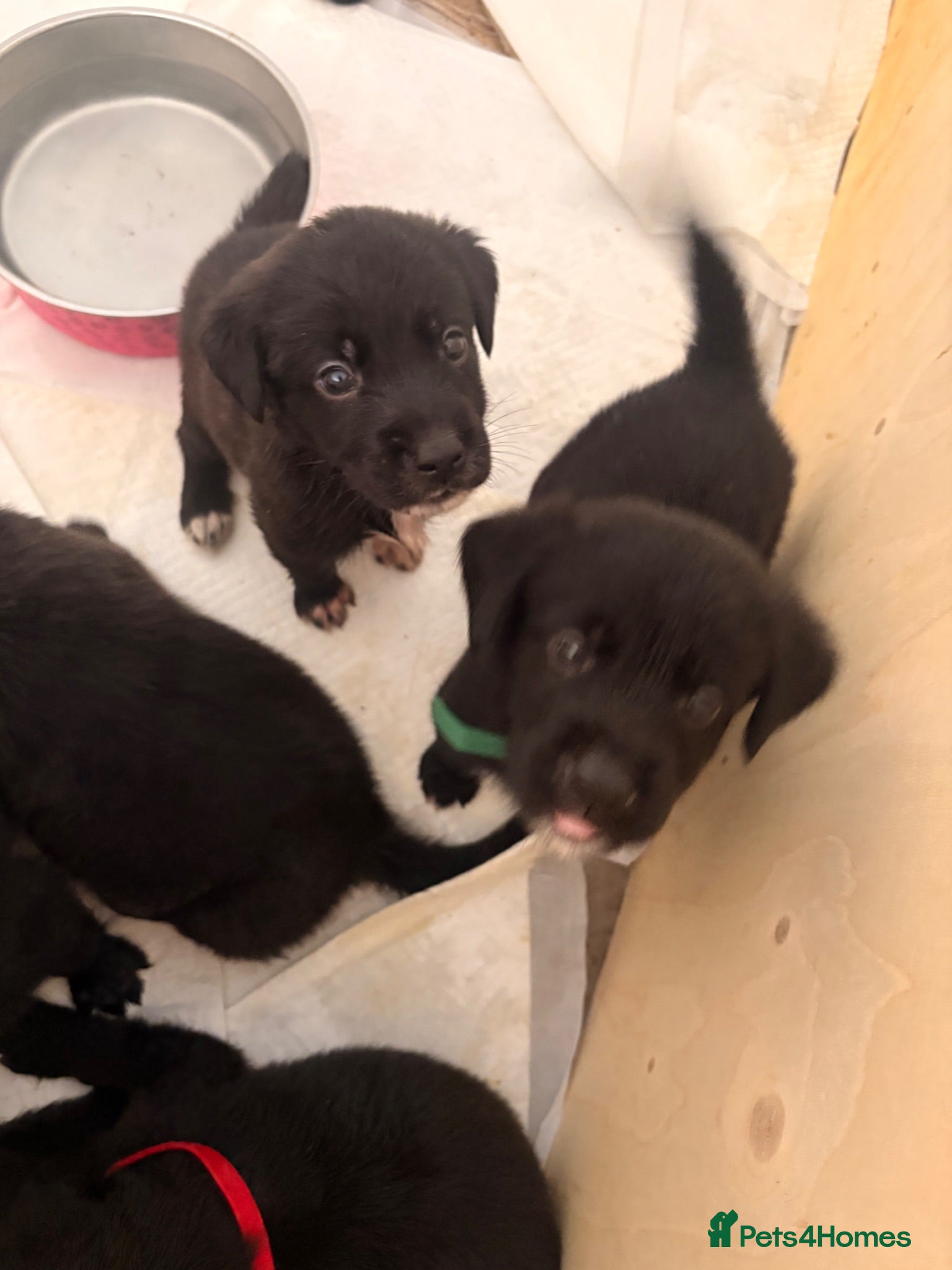 Mixed Breed dogs UPDATED - Labernard Puppies - Advert 1