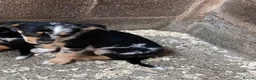 Mixed Breed dogs for sale: Kelpie X pups - Advert 4