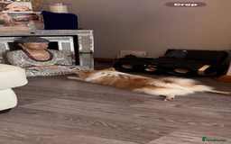 Chihuahua dogs for sale: Chihuahua for sale - Image 1